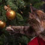 Oh Du Fröhliche: Mit der Katze durch die Weihnacht