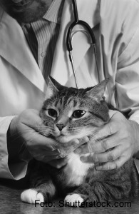 Die Tiermedizin bietet mittlerweile ungeahnte Möglichkeiten! Foto: Shutterstock