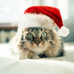 Die Vorweihnachtszeit birgt einige Herausforderungen für Katzenfreunde. Foto: Shutterstock